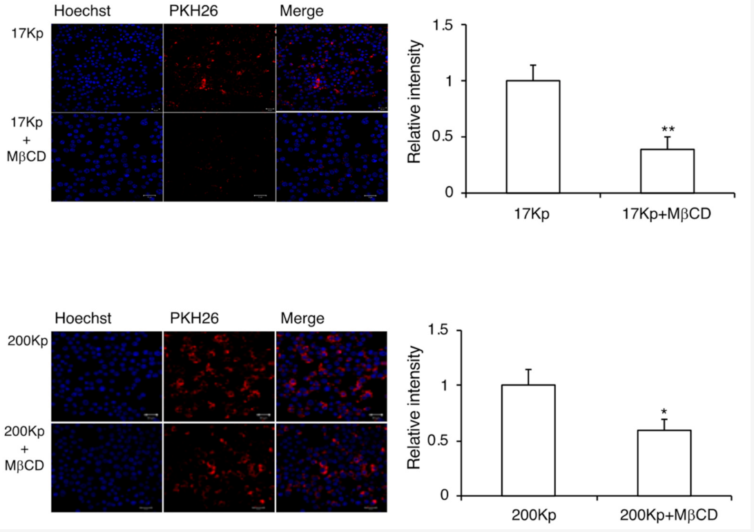 Effect of endocytosis inhibitor on intracellular uptake of onion-derived exosomes in RAW264 cells.